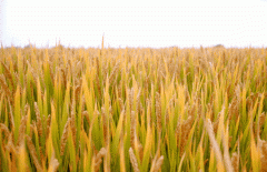 稻谷飘香迎丰年|利来国际app生产基地奏响丰收乐章